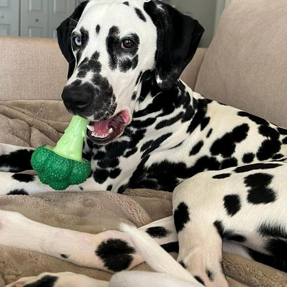 Broccoli Power Chew Toy for Dogs, Dog Toys for Aggressive Chewers, Bacon & Chees - Picture 7 of 14